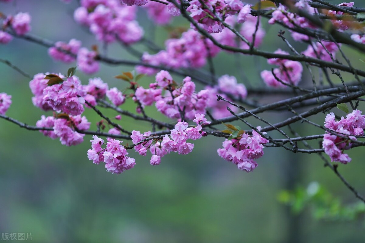 10首春游诗词看古人春天有多浪漫,十首最美春日诗词邂逅最美春愁