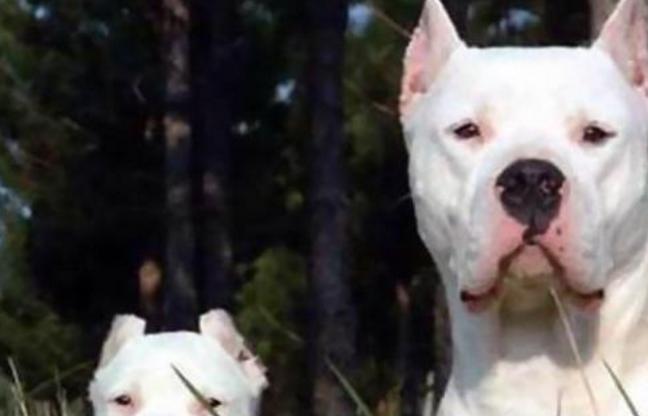 杜高猎犬之王,杜高主人宠物店