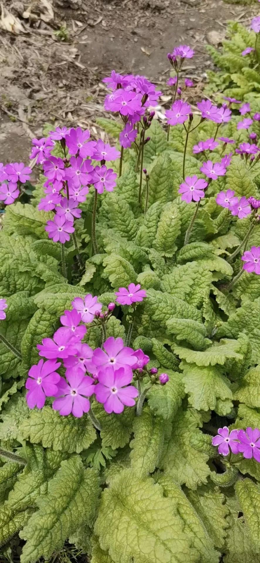 2022年，绿汀文学社《天天诗刊》106期