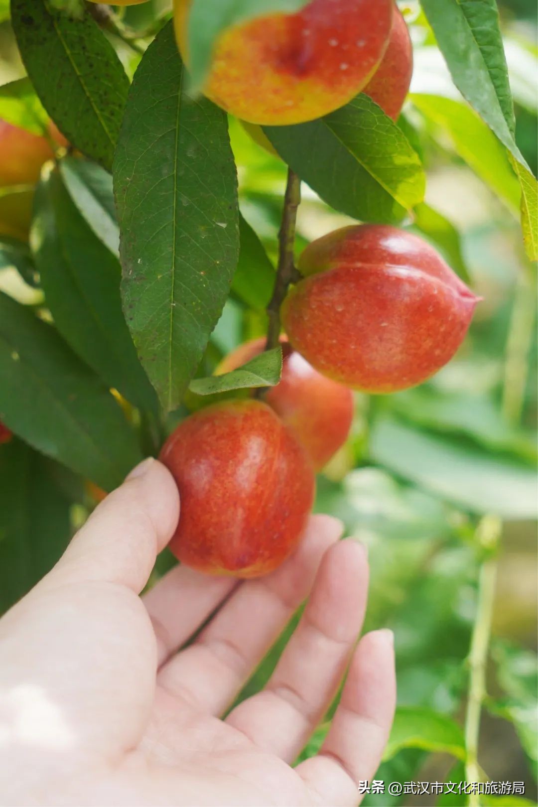 端午节私藏版游玩攻略,蔡甸2021年1月游玩攻略