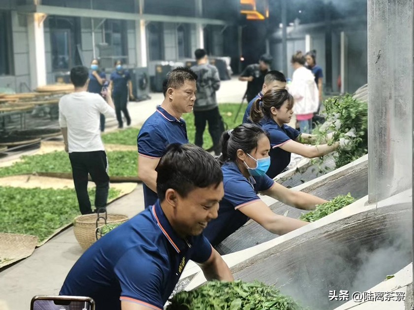 普洱茶杀青的详细介绍,普洱茶之鲜叶篇