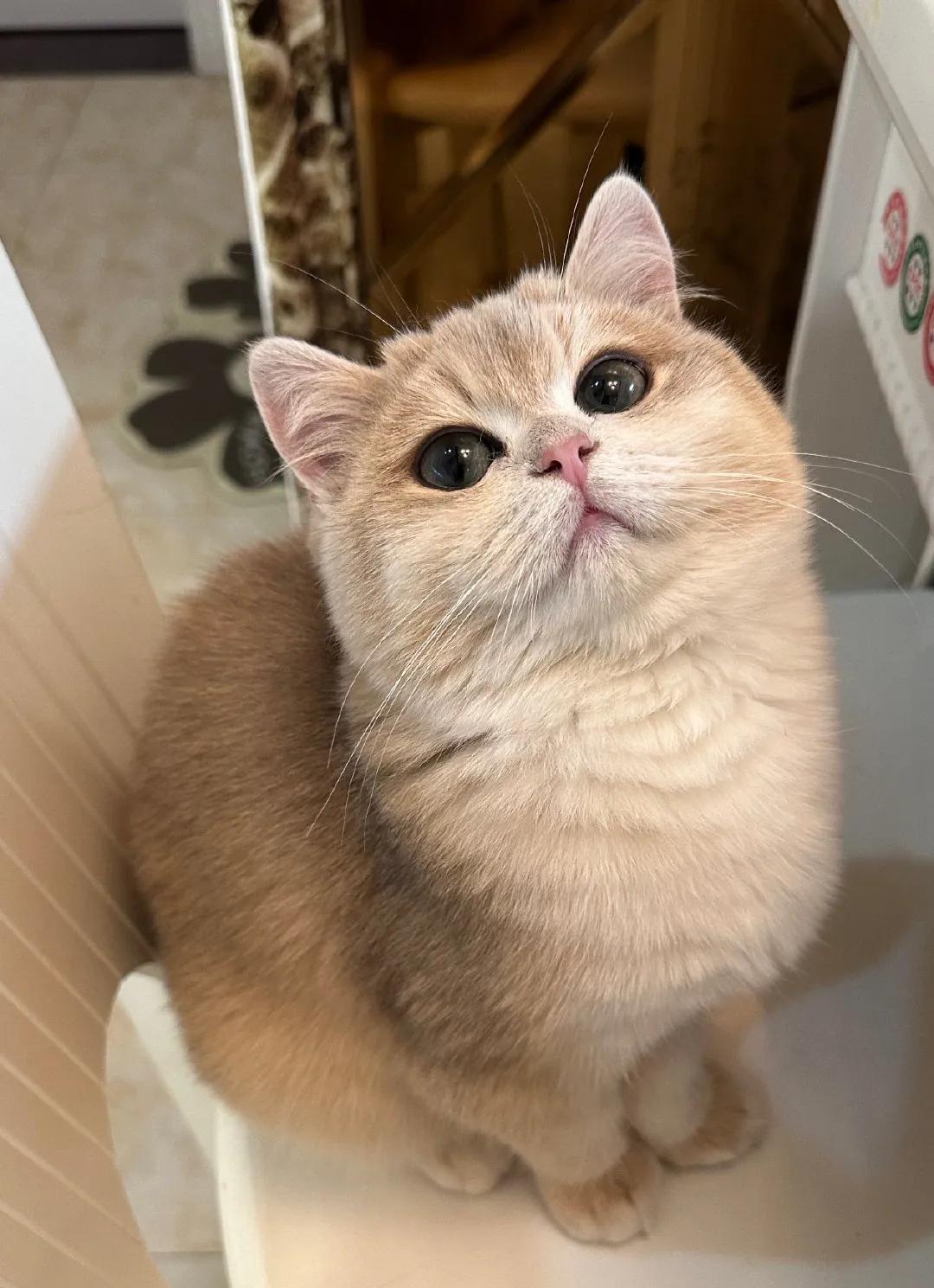 开猫舍养猫如何避坑 (每天一个养猫劝退小技巧)