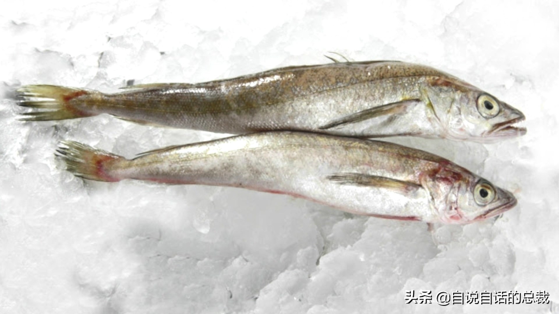 为什么买的鳕鱼段都是粘液,为什么买的鳕鱼那么多水