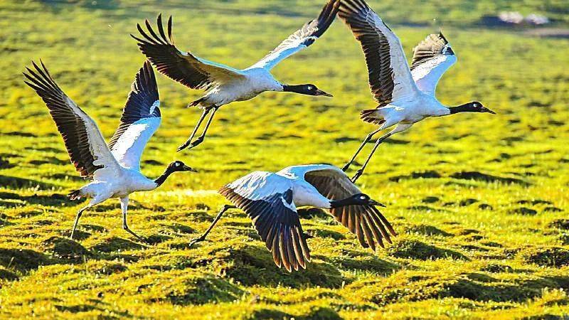 美丽四川之旅,美丽藏区行首站走进四川省甘孜州