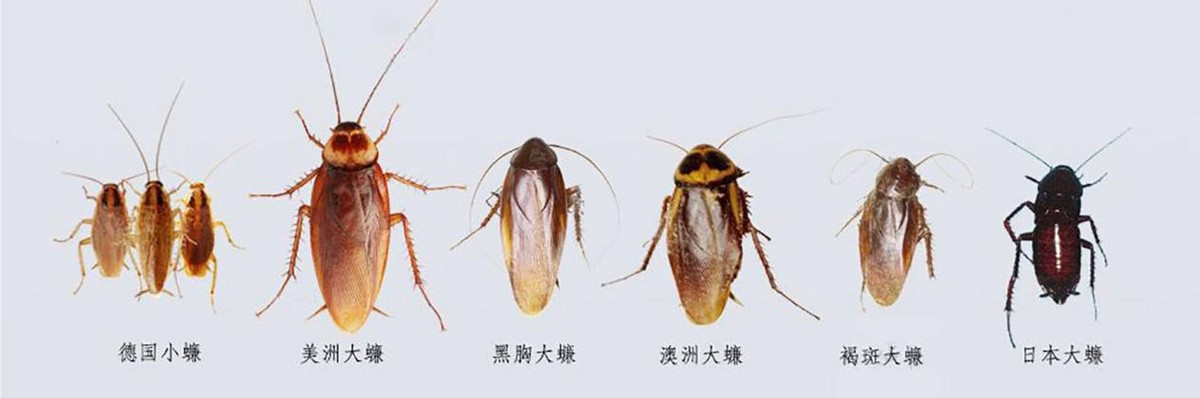 杀虫剂杀蟑螂陆续死亡,蟑螂最强杀虫剂