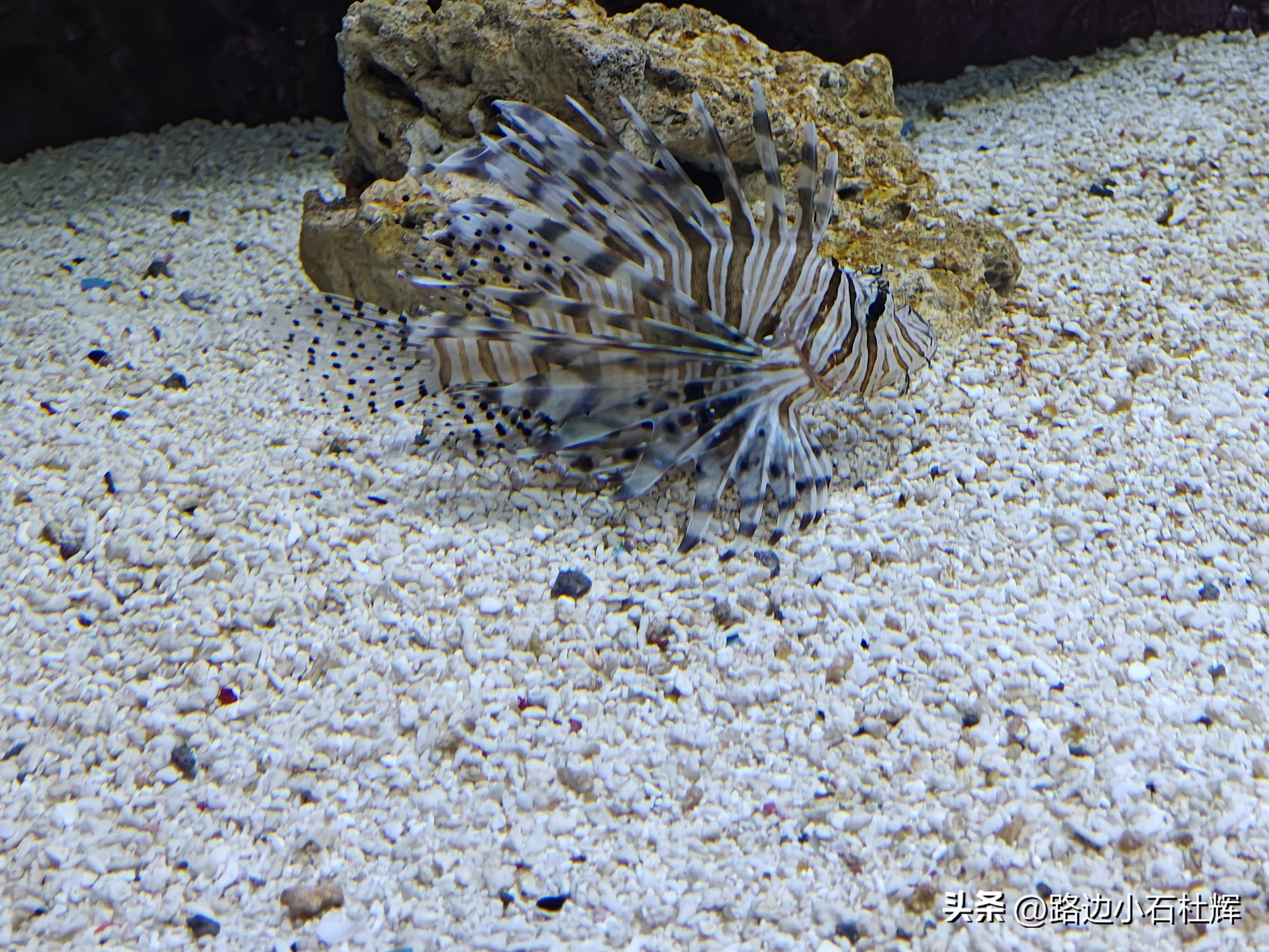 北京富国海底世界海洋水族馆,北京海洋馆和工体海洋世界