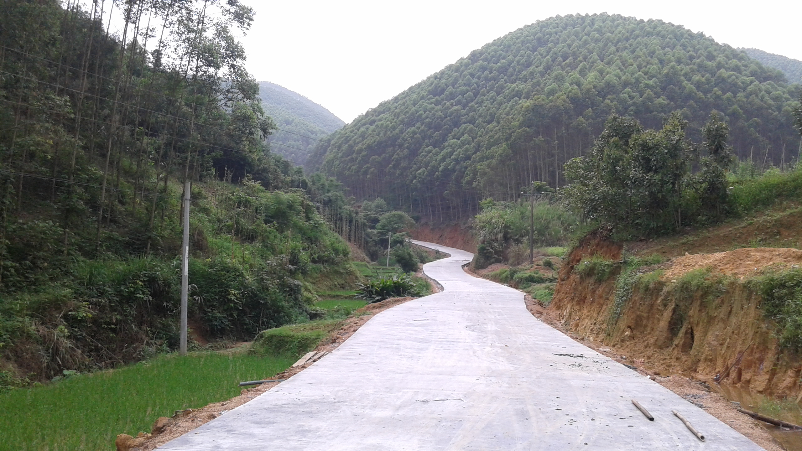 广西桉树知识,广西桉树怎么那么多