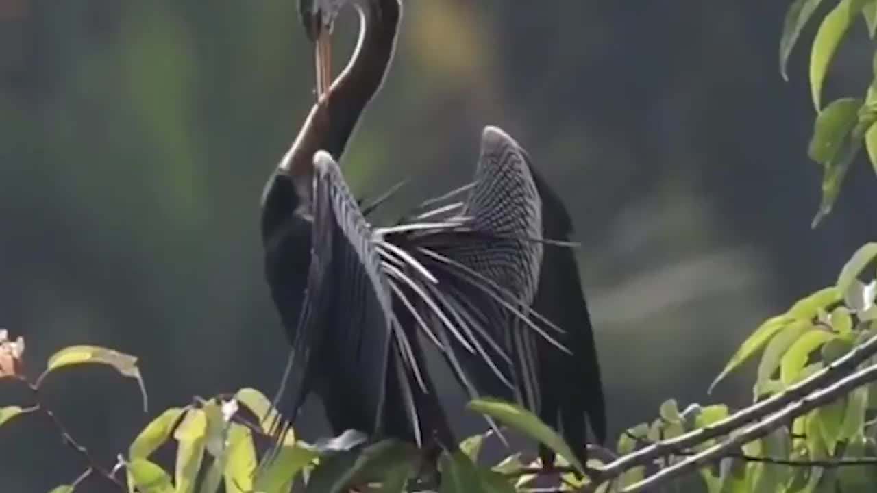 云南惊现罕见的“神仙鸟”，相传百年才出现一次，这有什么征兆？