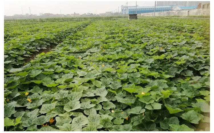 曾经在网络走红，巅峰时30元一斤，如今却成低价货，很多人不爱吃