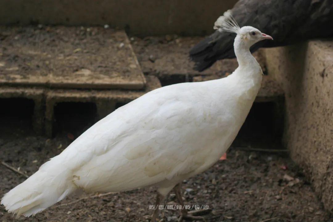 长沙攻略避开人群,收藏长沙