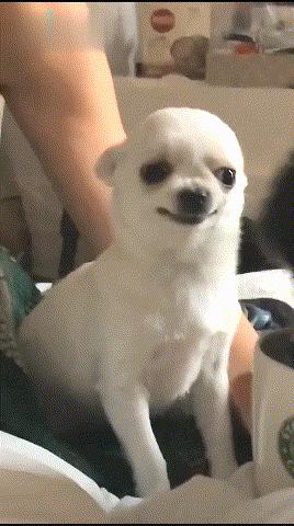 养什么宠物狗寿命比较长,建议新手养的10种狗寿命很长