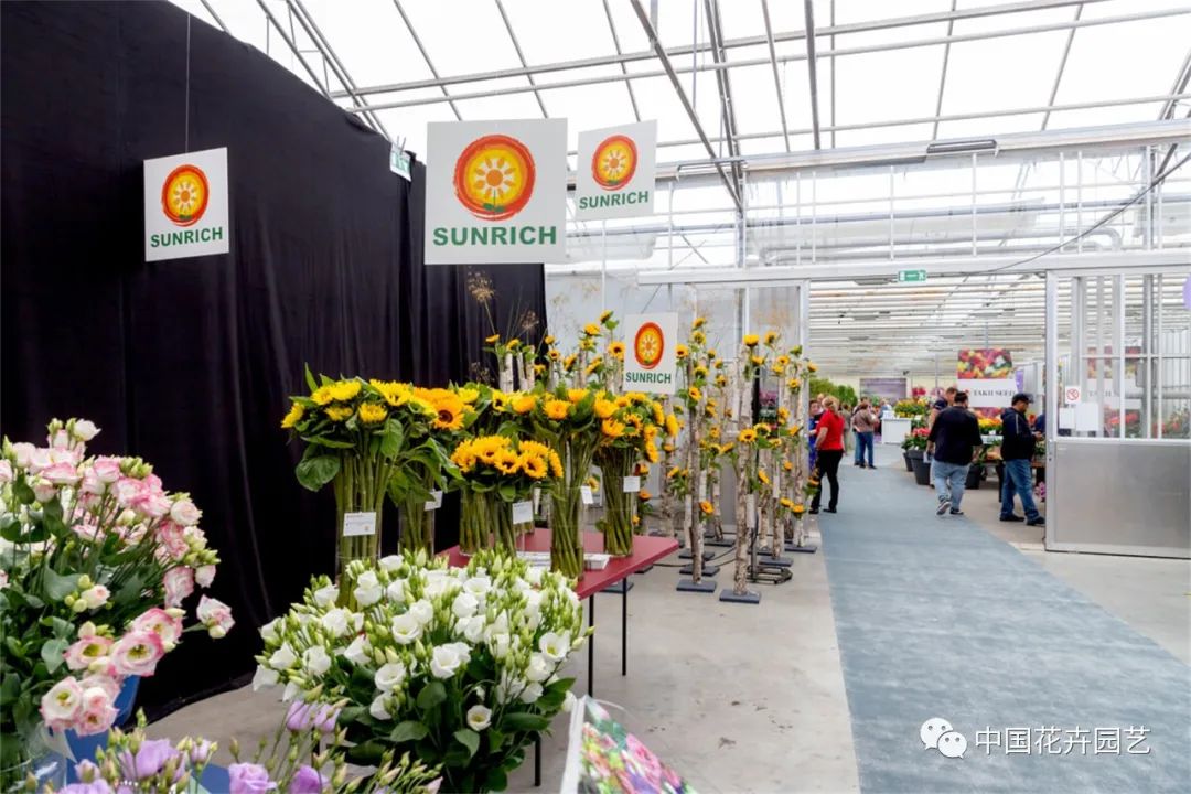 鑺卞崏鍝佺灞曠ず,鏂颁紭鑺卞崏鍝佺灞曠ず