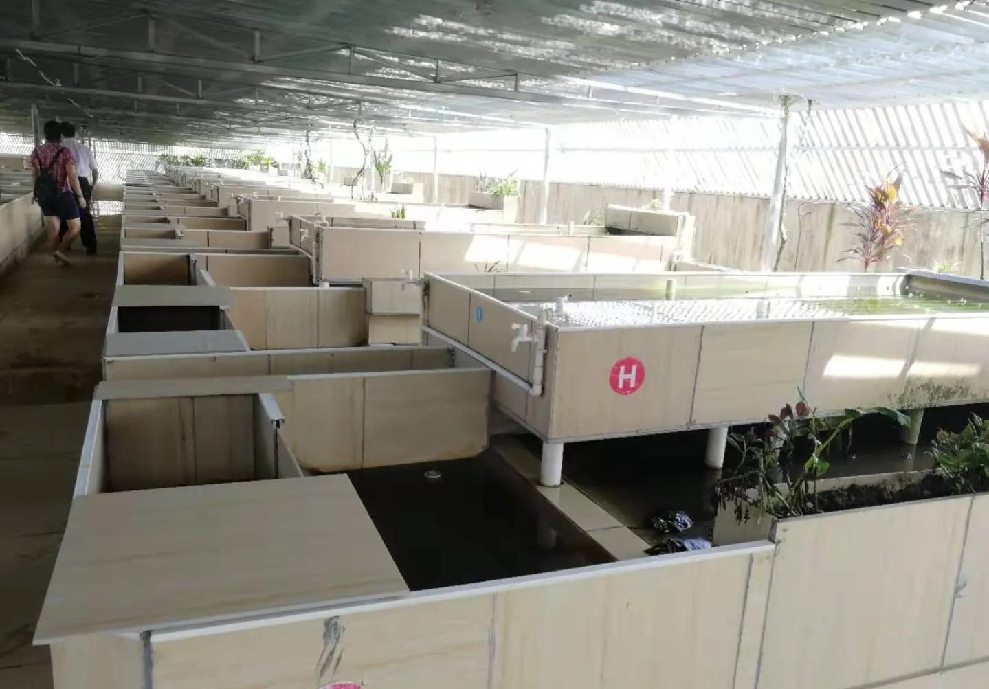 石金钱龟的风光史,涤荡起伏解释