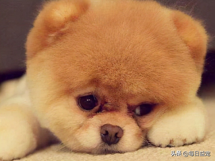 松狮算不算名犬,名犬智商排名松狮