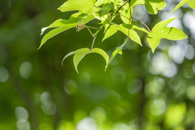 夏末秋初适合喝什么茶好,入夏了喝什么茶好一点呢
