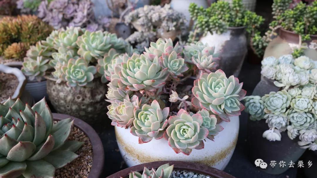 卖萌经济的生意经,卖萌致富