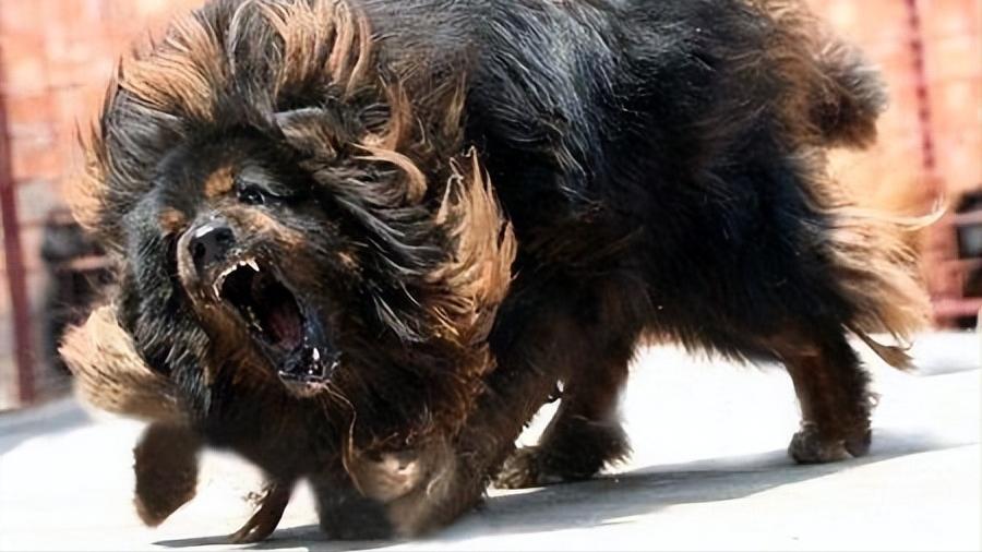 如何应对很凶的狗,遇到凶狗的正确方法