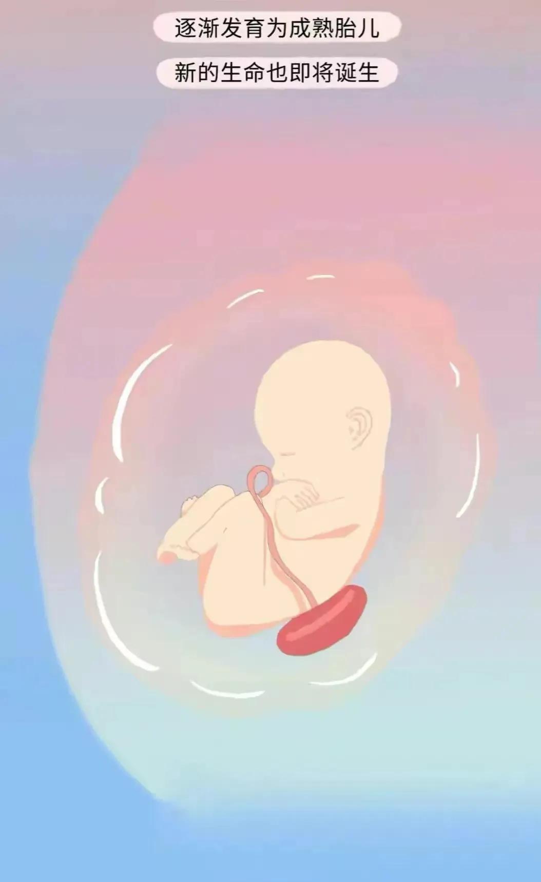 如何怀孕具体步骤图片,女人怎么怀孕的过程