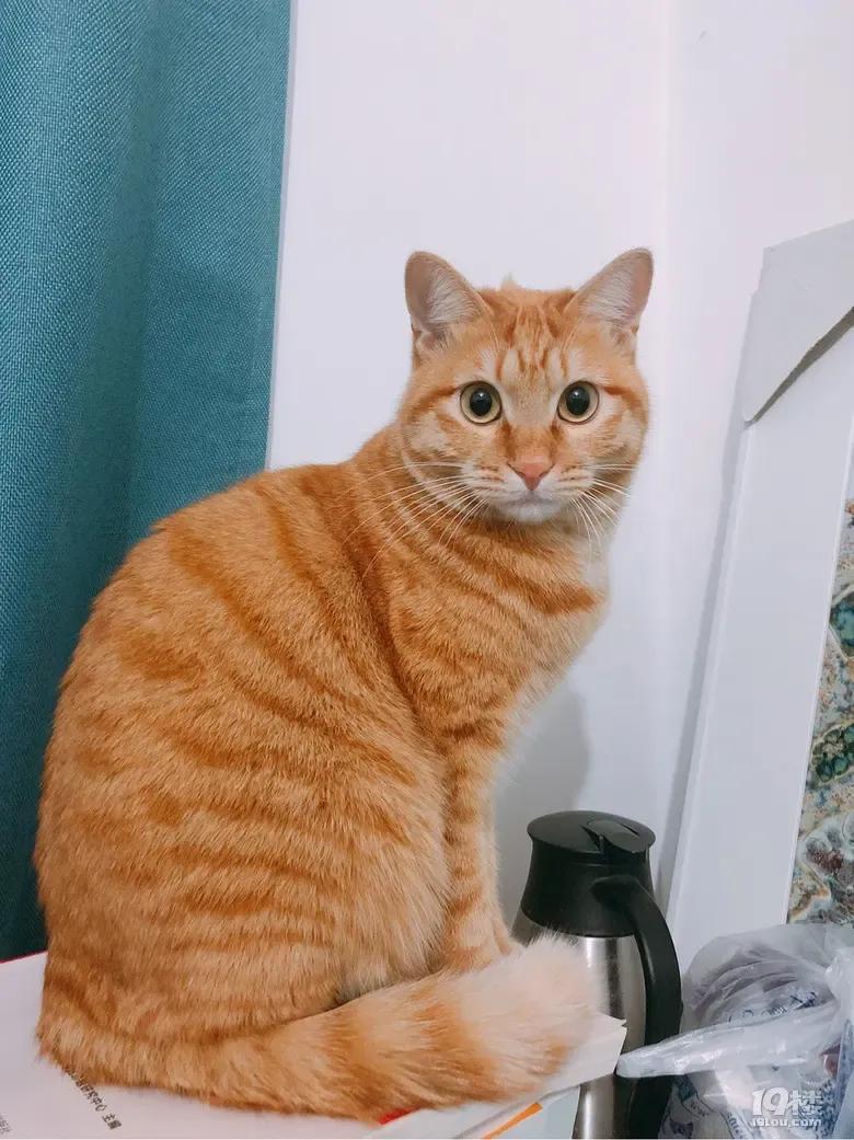 新手养猫品种推荐,seventeen养猫品种