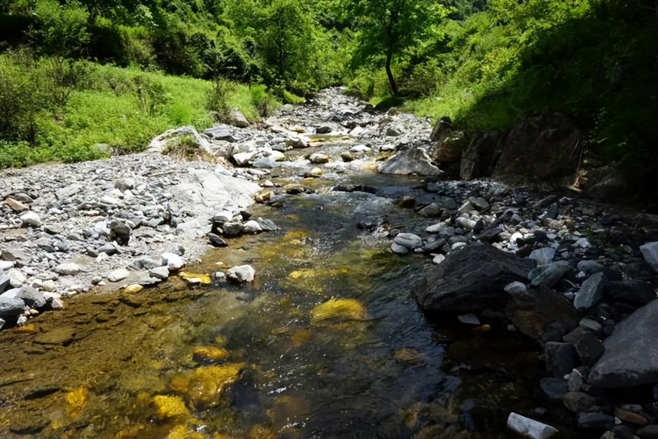 秦岭细鳞鲑是不是白条鱼,秦岭大量细鳞鲑逆流而上