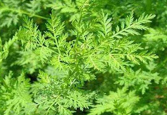 抗疟疾良药青蒿素,疟疾能吃青蒿素吗