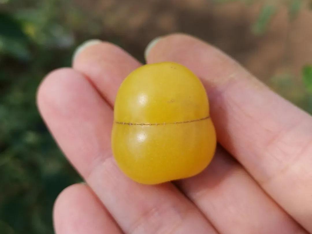 济南采摘园推荐最新,济南采摘园推荐秋季