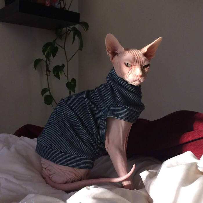 3-6个月的猫咪性格习惯养成,猫咪怎样才能让它变得听话乖巧