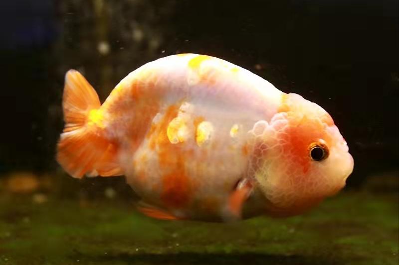 新手养观赏鱼全过程,新手养鱼入门基础教程小观赏鱼