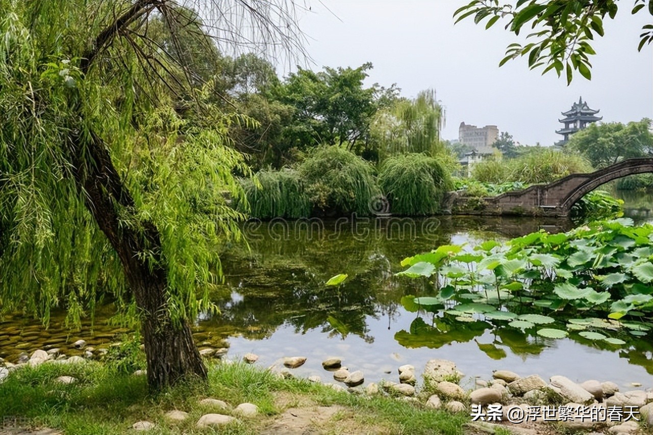 春日里垂柳细枝，随风飘荡，迎着春日