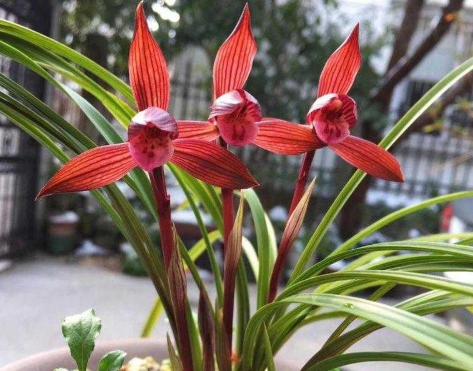 兰花必养经典品种,隐藏的兰花