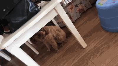 泰迪一般几个月出现流氓行为,泰迪怎么惩罚会比较有效