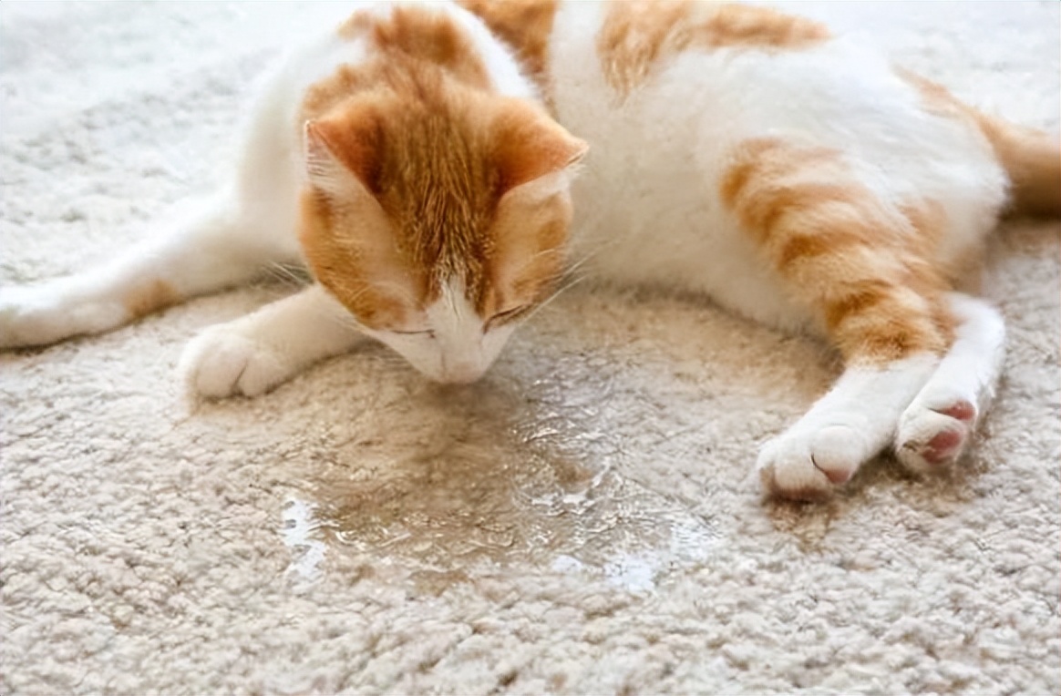 主人不在家猫咪乱拉乱尿什么原因,怎么去除猫咪的尿味让它不乱尿