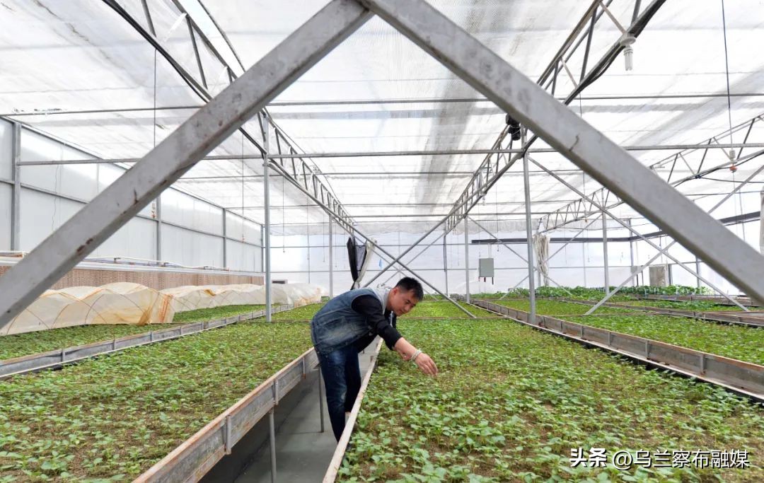 乌兰察布马铃薯发展现状,乌兰察布市马铃薯发展规划