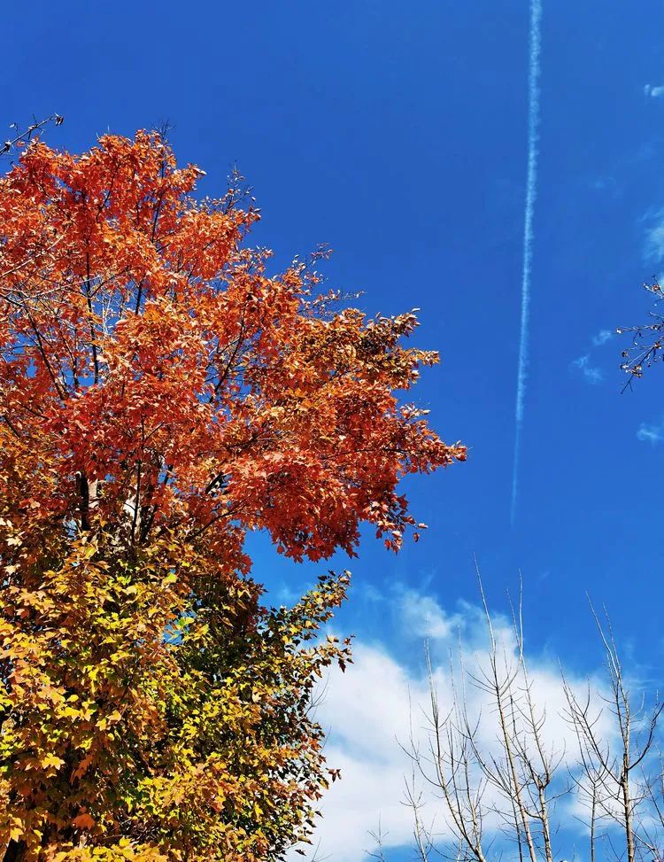 层林尽染的视频号,濮阳医专学历怎么样