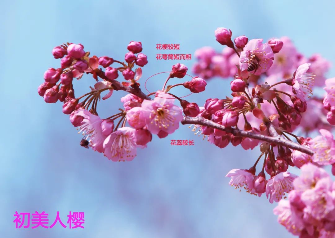 初春河津樱花图片大全,河津樱花品种大全