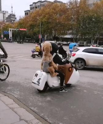 适合家养的狗狗优缺点,狗狗的优缺点