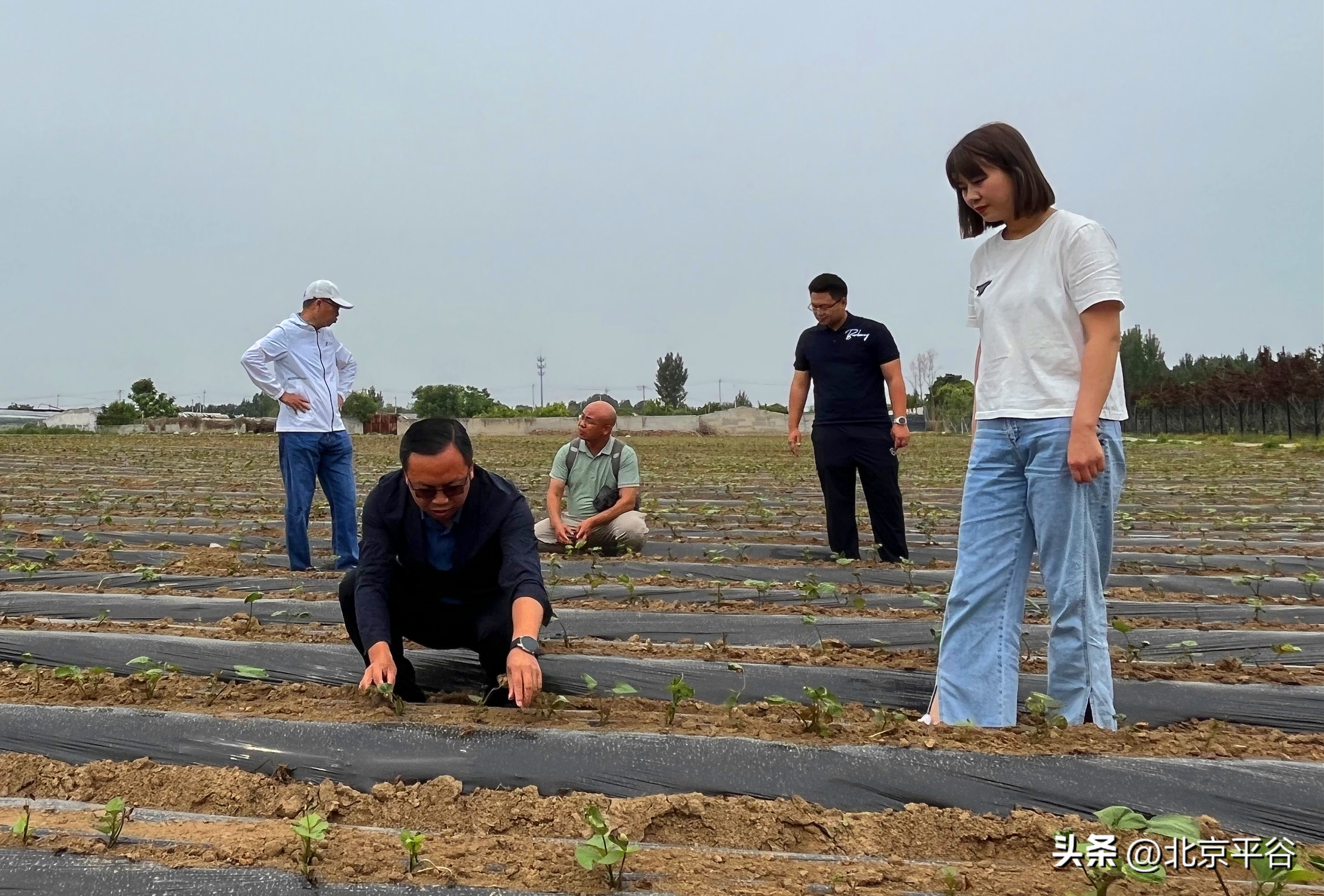 平谷贤王庄村“甜”产业点燃致富新“薯”光