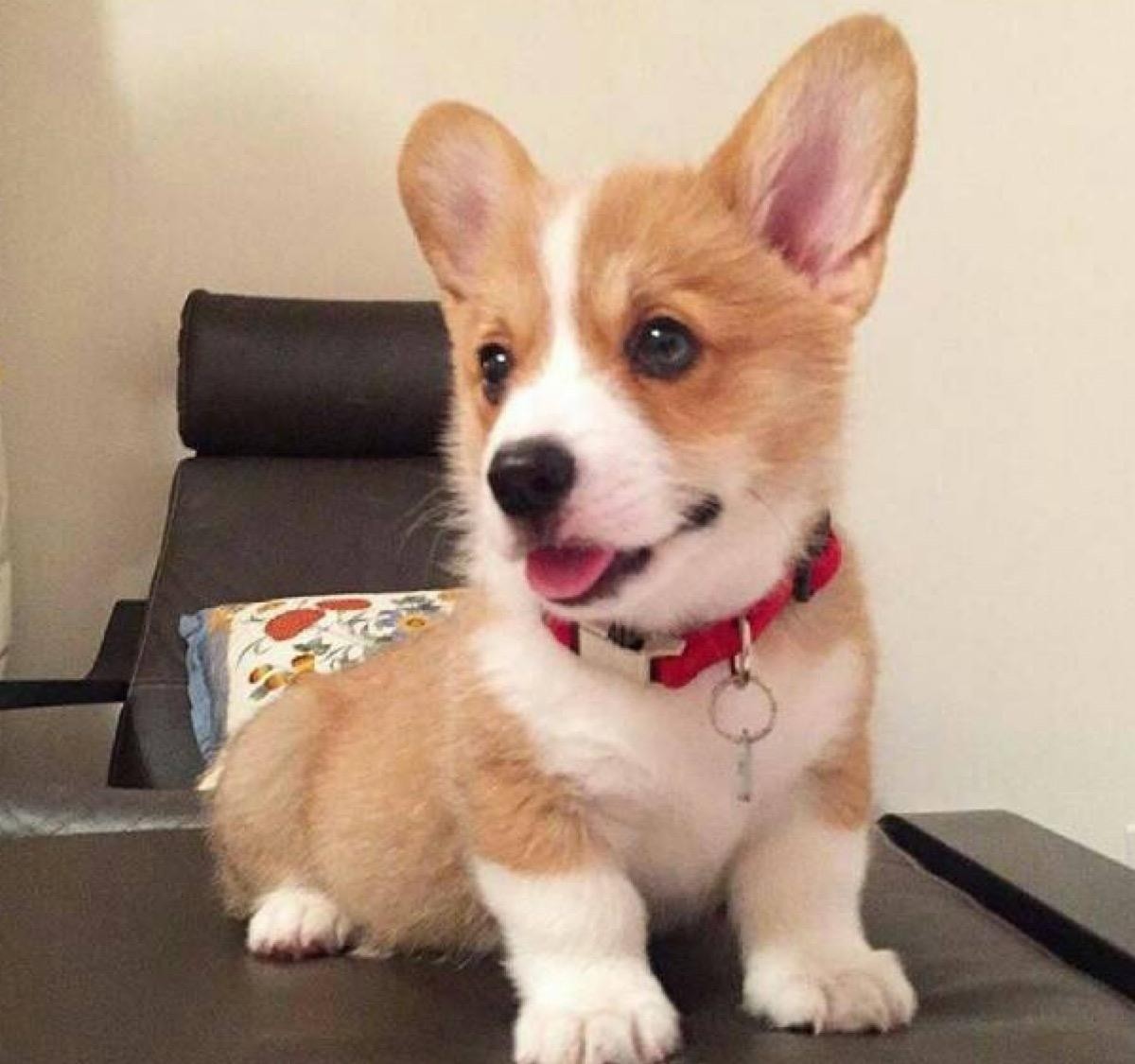 狗狗总是磨牙怎么办,狗狗老是龇牙该怎么办