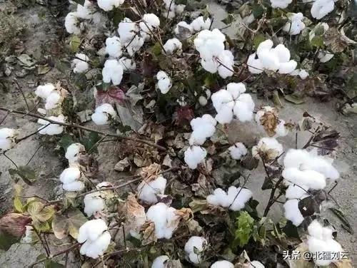 我在新疆摘棉花英文,我在新疆种棉花完整版