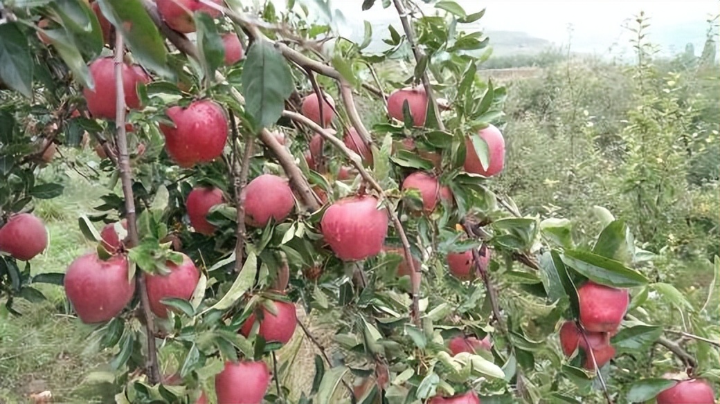 全国哪个省苹果最好吃,中国哪里的苹果最甜脆