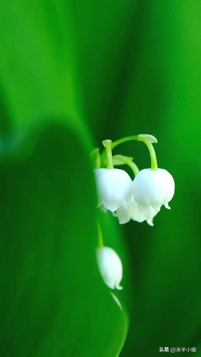 超清超美独一无二手机壁纸图片,养眼养心的壁纸