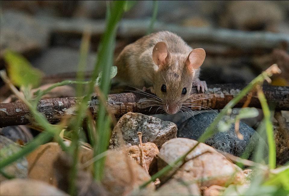 养鸡场数十只小鸡一夜被咬死，凶手竟是老鼠？普通耗子那么厉害？