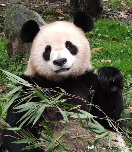 大熊猫喜妹咬伤饲养员,每天认识一只大熊猫
