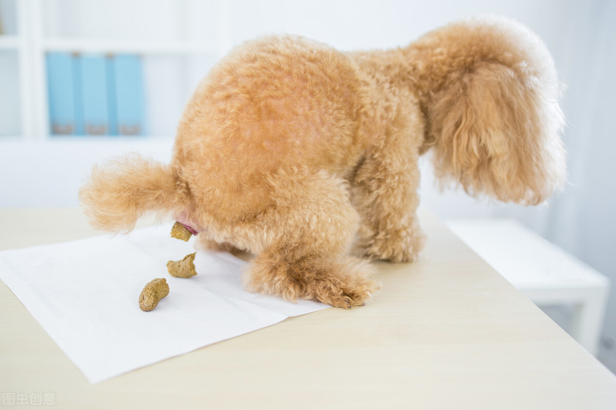 泰迪狗大便拉不出来怎么办,泰迪狗大便发黑怎么回事