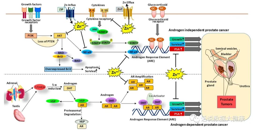 前列腺补锌,男性缺锌对前列腺有影响吗