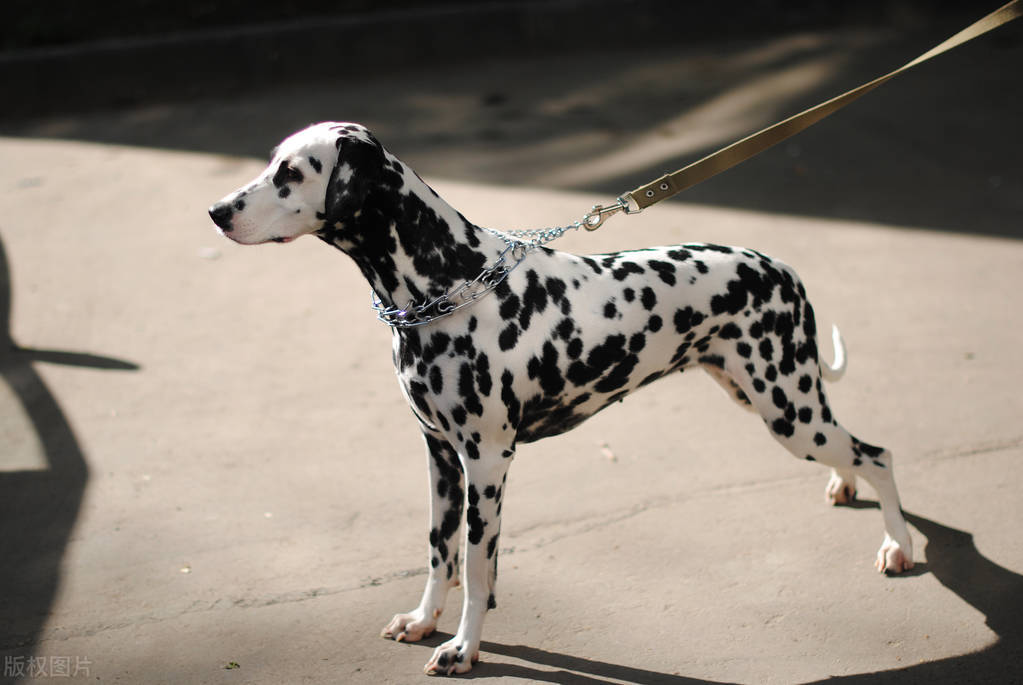 狗来大姨妈多长时间能好,狗来大姨妈多少天就结束了
