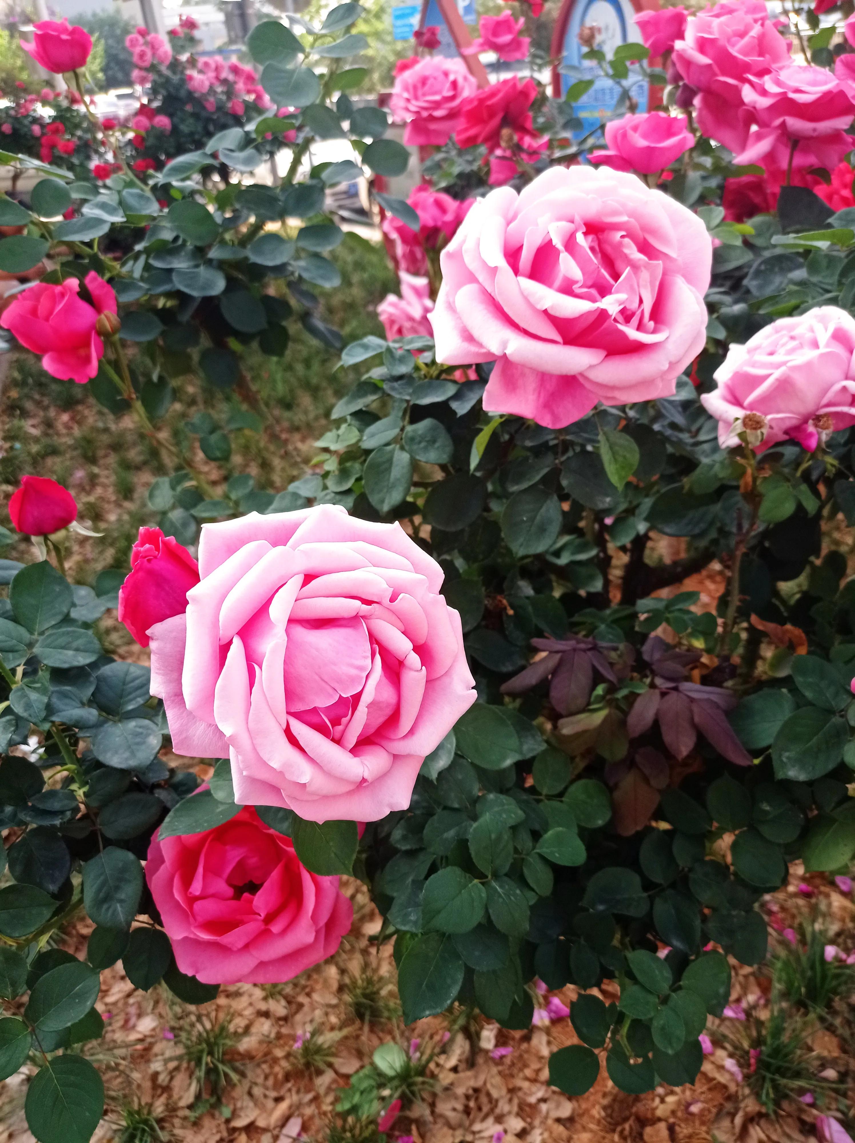 云南各地对男女的称呼,云南人怎么称呼外地人