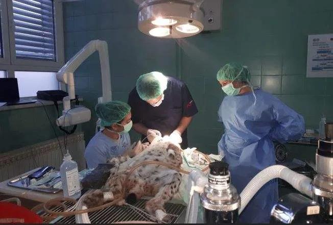 足球人眼中的克罗地亚,克罗地亚足球实力怎么样