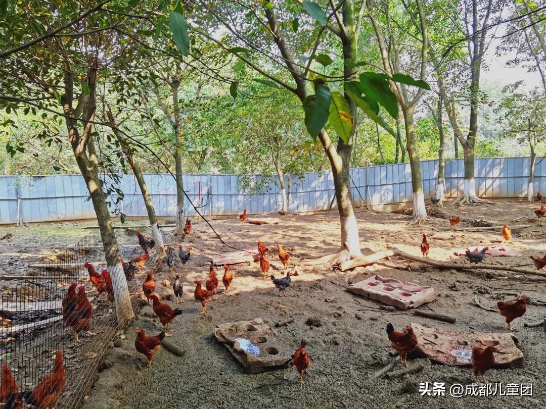 摘草莓橘子的地方推荐,附近摘橘子的地方推荐