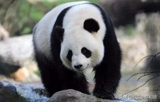 出租大熊猫,陕西大熊猫为啥不出租